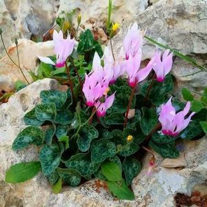 Meet your Posher, Aziz